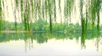 【養(yǎng)生知識(shí)】已入五九，六九將至，五九的養(yǎng)生秘訣，你知道嗎？