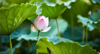 【三伏天養(yǎng)生】三伏天養(yǎng)生有六大禁忌，你知道嗎？記得分享給家人知道！
