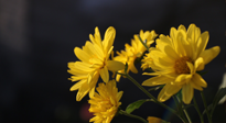 【養(yǎng)生知識】入秋菊花藥膳，美味營養(yǎng)、養(yǎng)生保健！