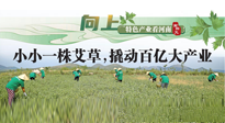 【行業(yè)資訊】向上，特色產(chǎn)業(yè)看河南：南陽(yáng)艾區(qū)域品牌正在叫響！