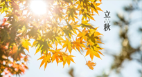 【節(jié)氣飲食】立秋將至，吃最合適的飲食，平穩(wěn)度過季節(jié)交替！